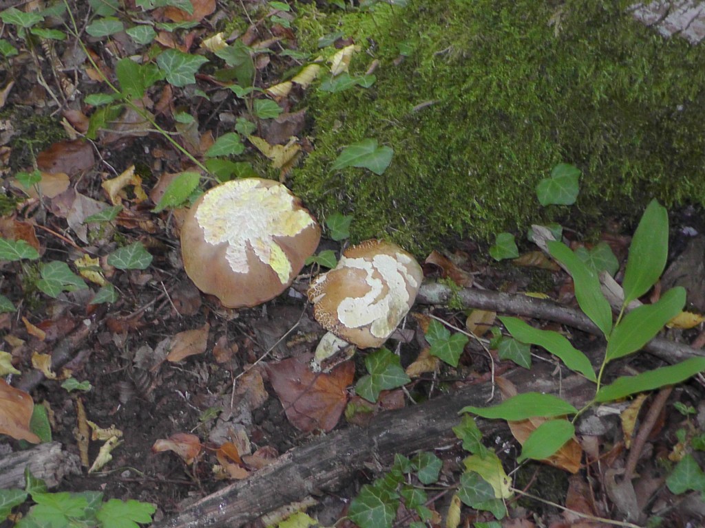 Cette image a un attribut alt vide ; le nom du fichier est s2840004.jpg