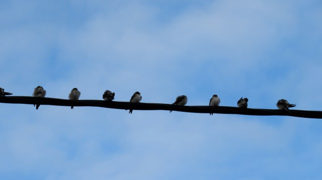 12 Septembre 2017 008