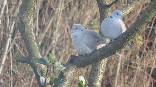 28 Nov.2017 ETHAN 013