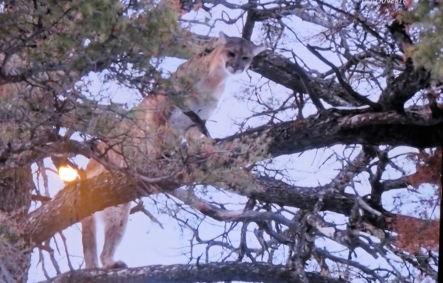 21 Janvier 2020- Le Puma 042